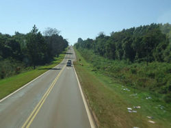 Ruta, reta y pinheiros