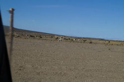 El camino