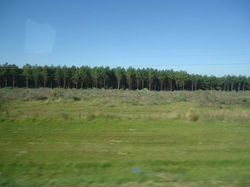 Deserto Verde de Pinheiros