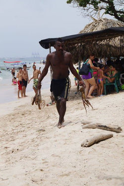 Facebook - Langosta y pulpo
Isla Baru
Cartagena de las Indias - Colombia