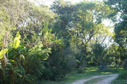 camino y arboles