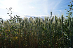 ECUADOR