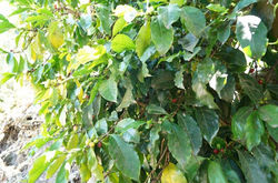 El cafe que tomamos en el desayuno, todavia en el árbol...