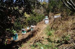 Casas o Cajas de abejas
