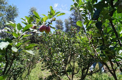 Más manzanas listas para cosecha!