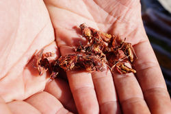 Chapulines, ni tan ricos así...