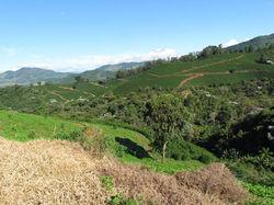 Café Arábica das Montanhas Capixabas