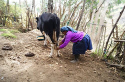 Amarrando la vaca para empezar la ordeña...