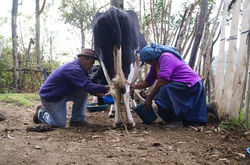 Trabajo familiar en la ordeña...