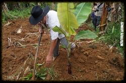 Re-Plantio de Muda de Bananeira