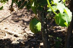 Planta de Granadillo