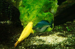 Facebook - Parque Explora - Acuarios de la fauna colombiana!
Medellin - Colombi