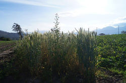 ECUADOR