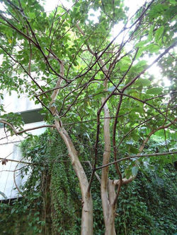 Goiaba o Guayaba