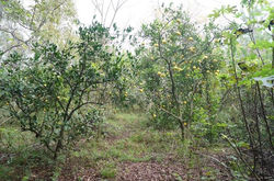 pomar de citrus