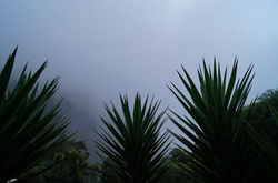 Neblina en el valle de Zunil