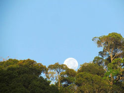 Céu Azul, Lua Cheia, Mata Atlântca,
