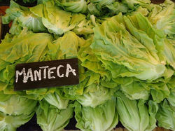 Lechuga manteca