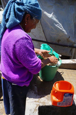 Dona Maria en el lavado y selección de las semillas de quinua....