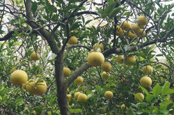 La cosecha de limón