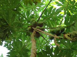 Verdes hojas y mamones...