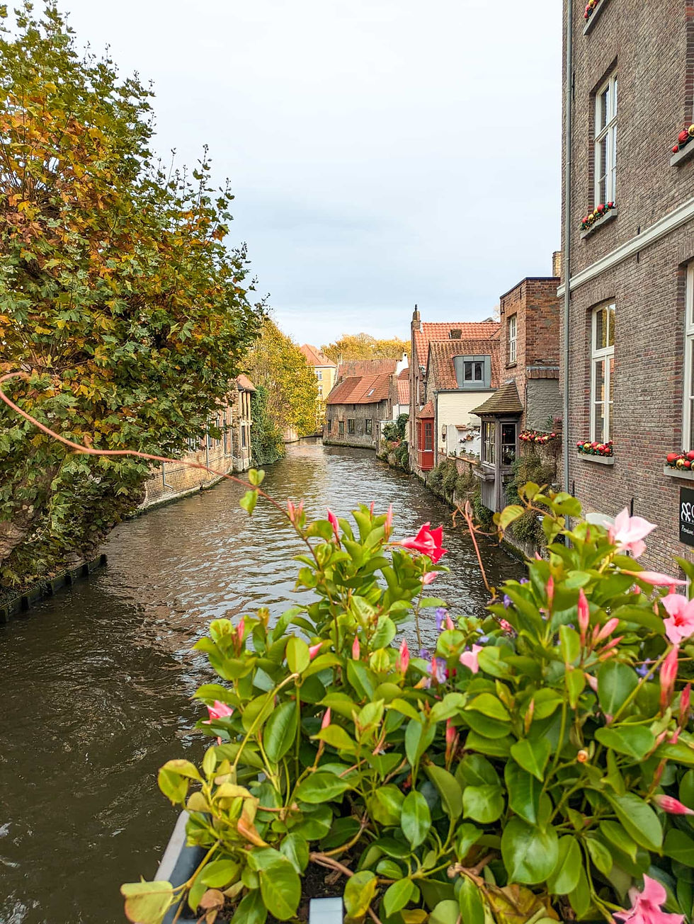 Trip Bruges from Paris Quiet canal lined with brick houses and autumn trees, with pink flowers in the foreground under a pale sky.