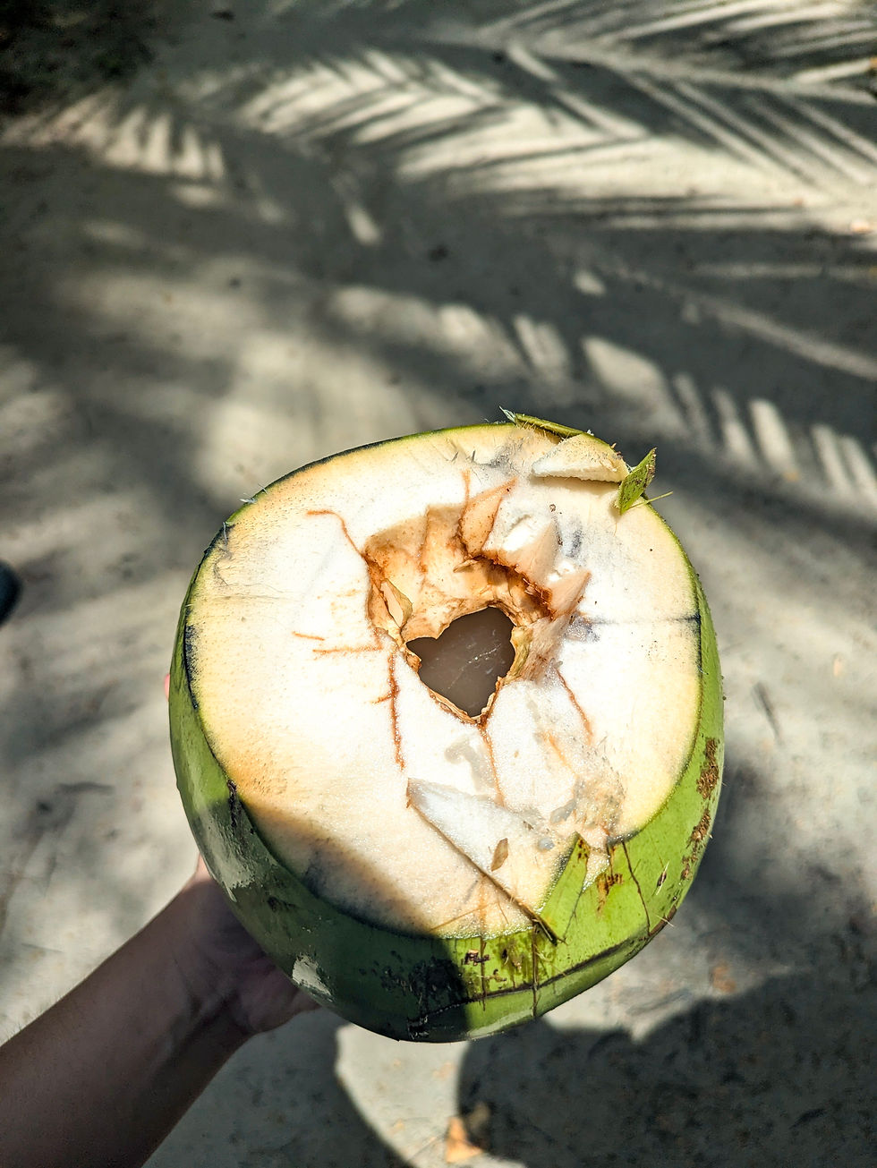 Hand holding a cut green coconut with cracked white flesh, on sunlit sand with palm-leaf shadows. Tayrona park santa marta colombia