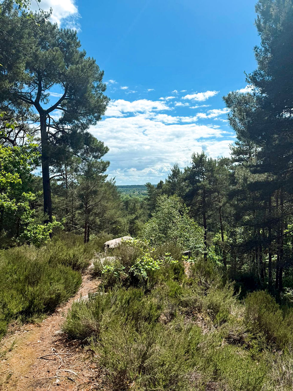 Sunny pine forest trail with shrubs and rocks, framed by tall trees under a bright blue sky with scattered clouds. Fontainebleau Forest Paris France