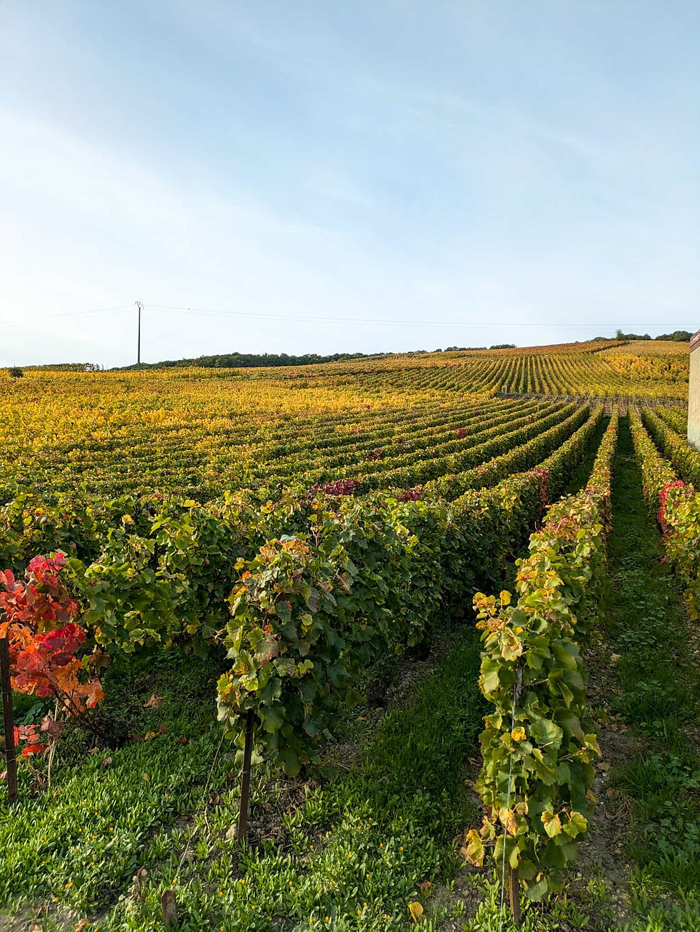 Champagne region France Reims Epernay Autumn vineyard with neatly lined grapevines on a rolling hillside under a clear blue sky, calm rural landscape.