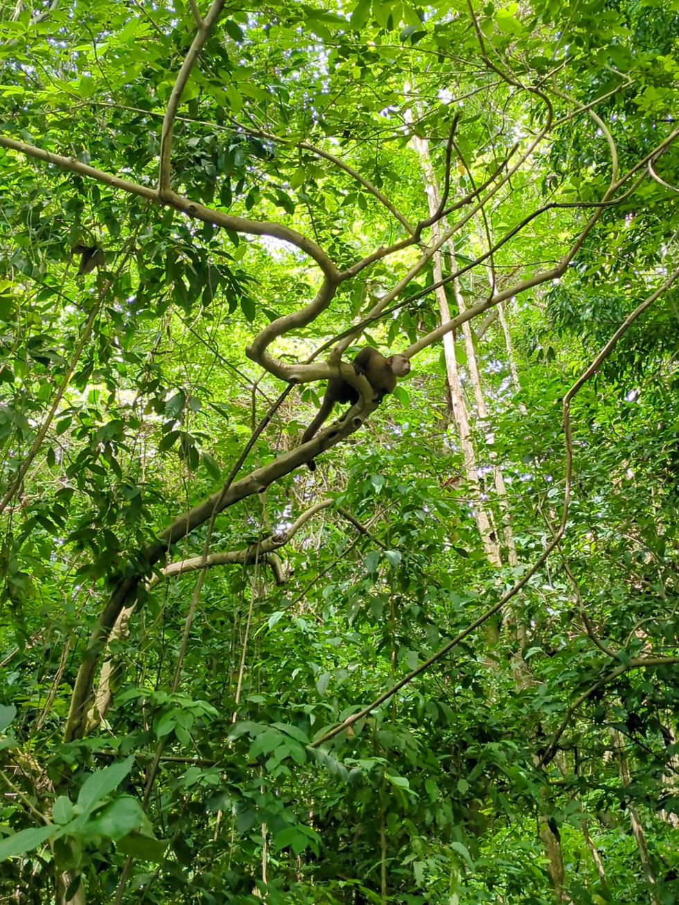 Monkey perched on a twisting branch in a lush green forest canopy, surrounded by dense leaves. Tayrona park santa marta colombia