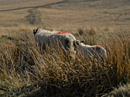 Photo Diary | Dartmoor in Autumn