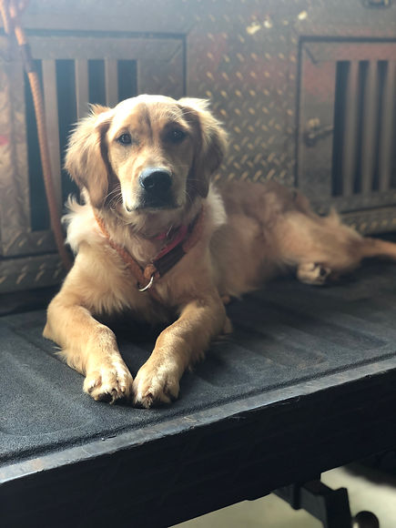 Dog Training | United States | Ruby Ridge Retrievers