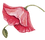 Poppy