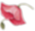 Poppy