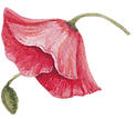 Poppy
