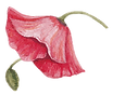 Amapola roja en acuarela