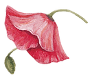 Poppy