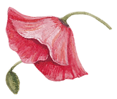 Poppy