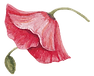 Poppy