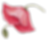 Poppy