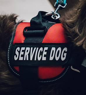 A red service dog vest on a long haired dachshund..jpg