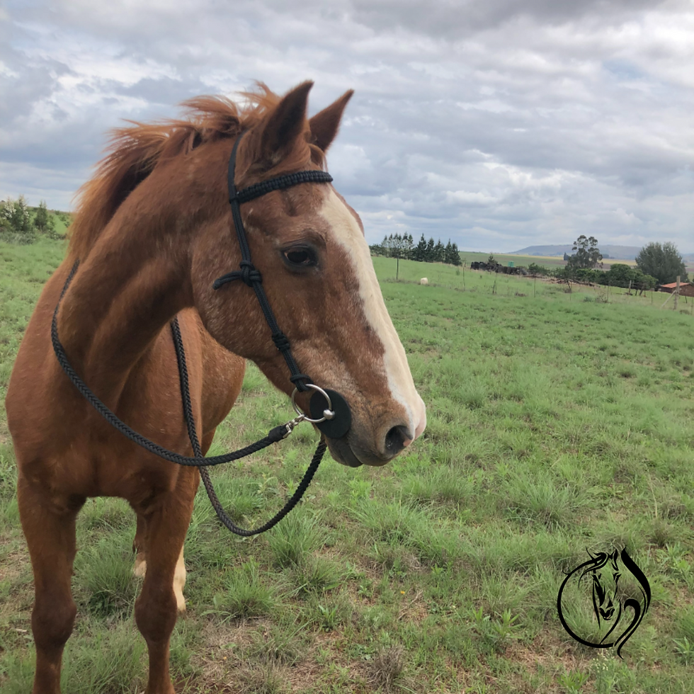 Thumbnail: Braided Rope Reins