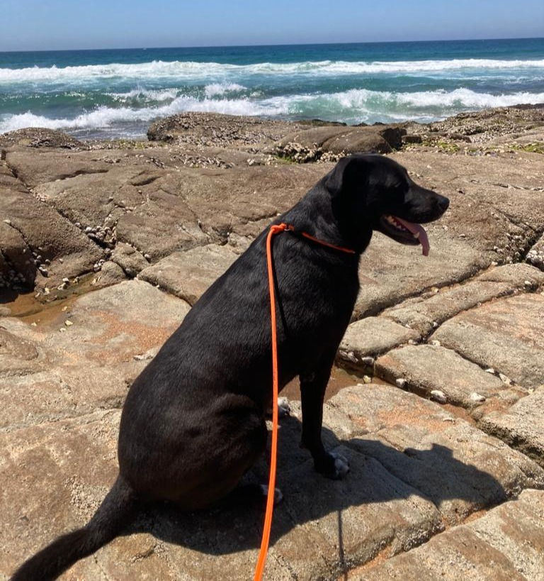 Thumbnail: Dog Slip Lead (One-size-fits-all)