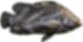 demirci_edited_edited.png