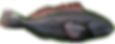 papagan_edited_edited.png
