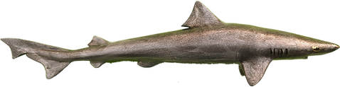kopekbaligi_edited_edited.png