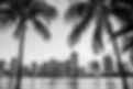 Miami, Florida skyline and bay at sunset seen through palm trees _edited.jpg