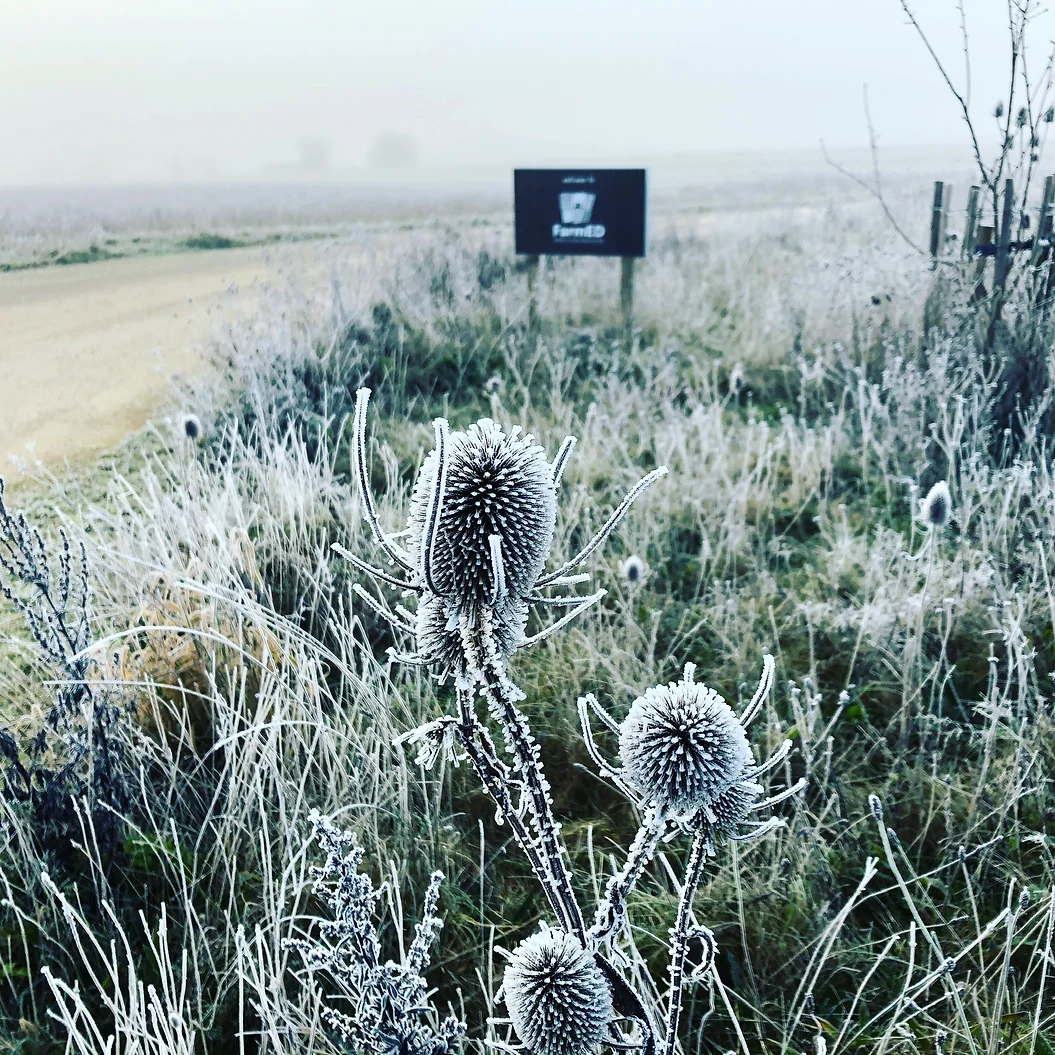 Festive Friday Farm Walk