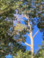 We saw a Bald Eagle soar over the lake and land in an Aspen tree
