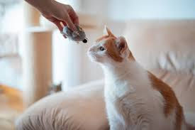 ¡Menos Estrés, Mejor Diagnóstico! Por Qué la Consulta Veterinaria a Domicilio es Ideal para tu Gato